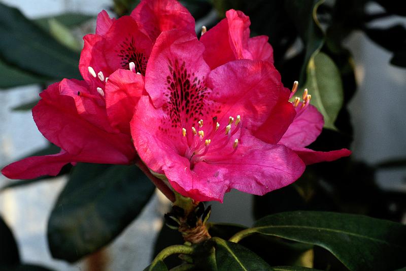 Nova Zembla Rhododendron.JPG - Rhododendron Nova Zembla